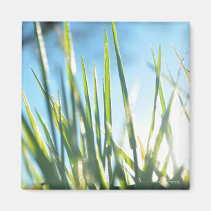 Imán Blades iluminados por el sol