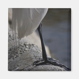 Imán blanco de la foto de los pies del pájaro de