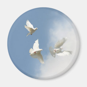 imán blanco de las palomas que vuela