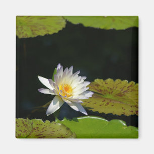 imán blanco de Lotus Waterlily