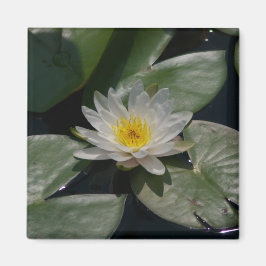 imán blanco de Lotus Waterlily
