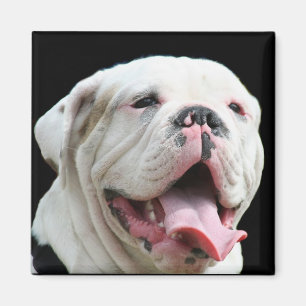 Imán blanco del bulldog