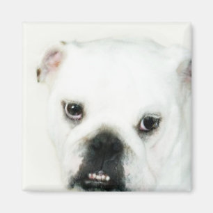 Imán blanco del bulldog