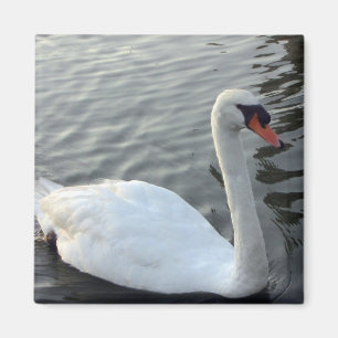 Imán blanco del cisne