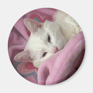 Imán blanco del gato