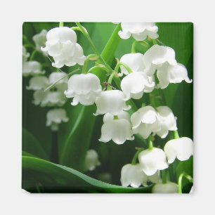 Imán blanco del lirio de los valles