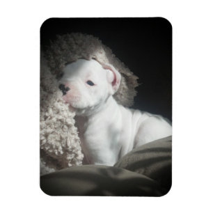 imán blanco del perrito del boxeador