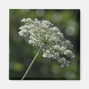 Imán blanco del Wildflower del cordón de la rein