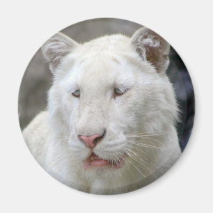 Imán blanco raro del tigre