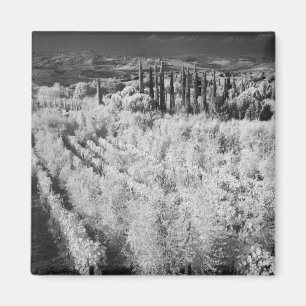 Imán Blanco y Negro de viñedos, Montepulciano, Italia