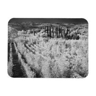 Imán Blanco y Negro de viñedos, Montepulciano, Italia