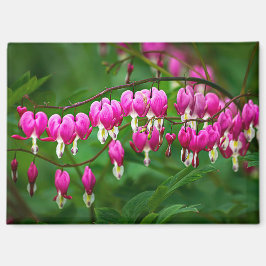 Imán Bleeding Heart Flower