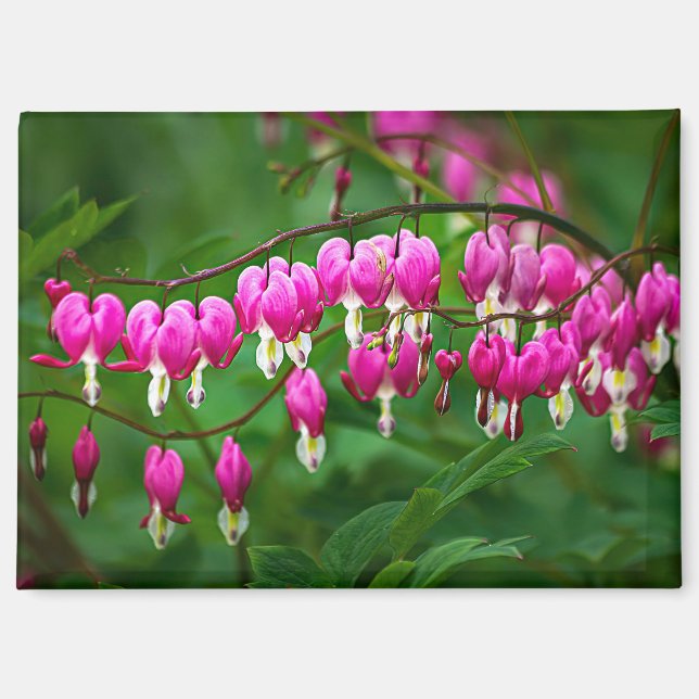 Imán Bleeding Heart Flower (Anverso)
