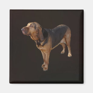 Imán Bloodhound