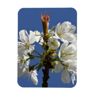Imán Bloom de Primavera Blanca