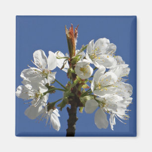 Imán Bloom de Primavera Blanca