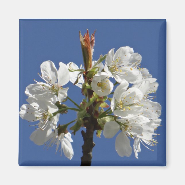 Imán Bloom de Primavera Blanca (Frente)