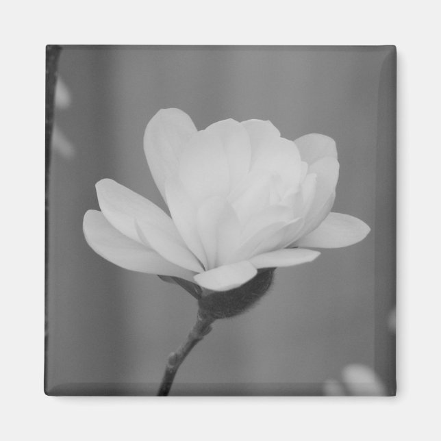 Imán Bloom del centenario de la Magnolia Negra y Blanca (Frente)