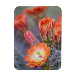 Imán Bloom en Naranja