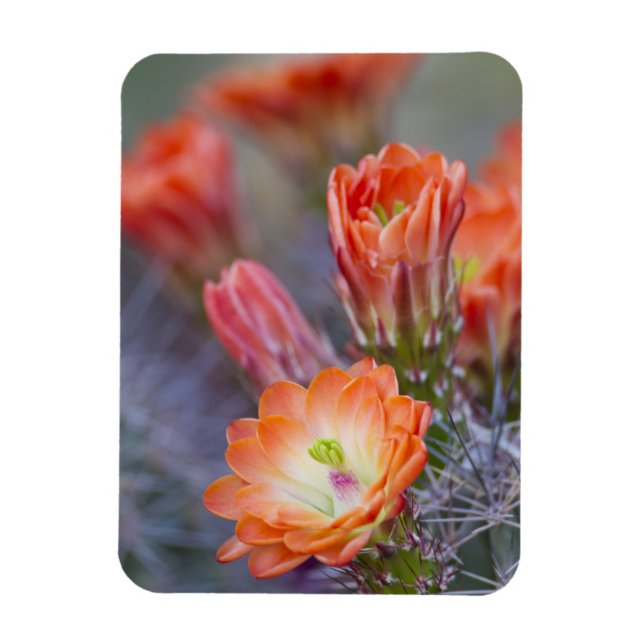 Imán Bloom en Naranja (Vertical)