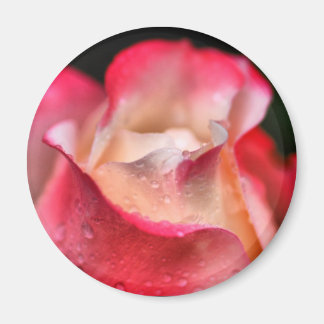Imán - Bloom Rosa con gotas de agua