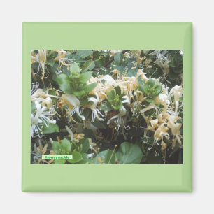 Imán Blooms de chupa de miel