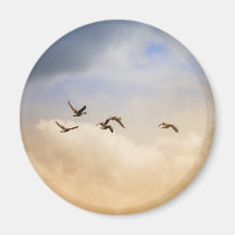 Bloqueo de aves en vuelo