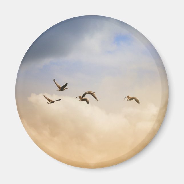 Imán Bloqueo de aves en vuelo (Frente)