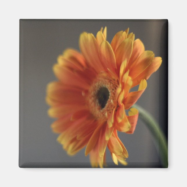 Imán Blossom Magnet (Frente)