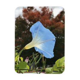 Imán Blue Autumn Morning Glory 