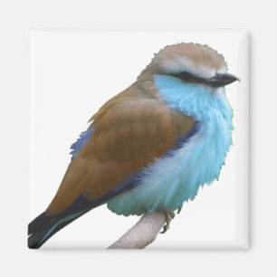 IMÁN BLUE BIRD