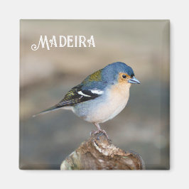 Imán Blue bird Madeira Chaffinch (Fringilla maderensis)