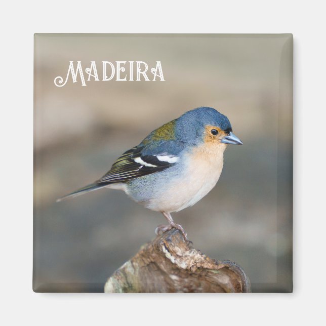 Imán Blue bird Madeira Chaffinch (Fringilla maderensis) (Frente)