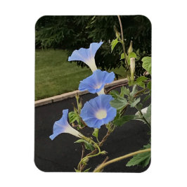 Imán Blue Cascade Morning Glory