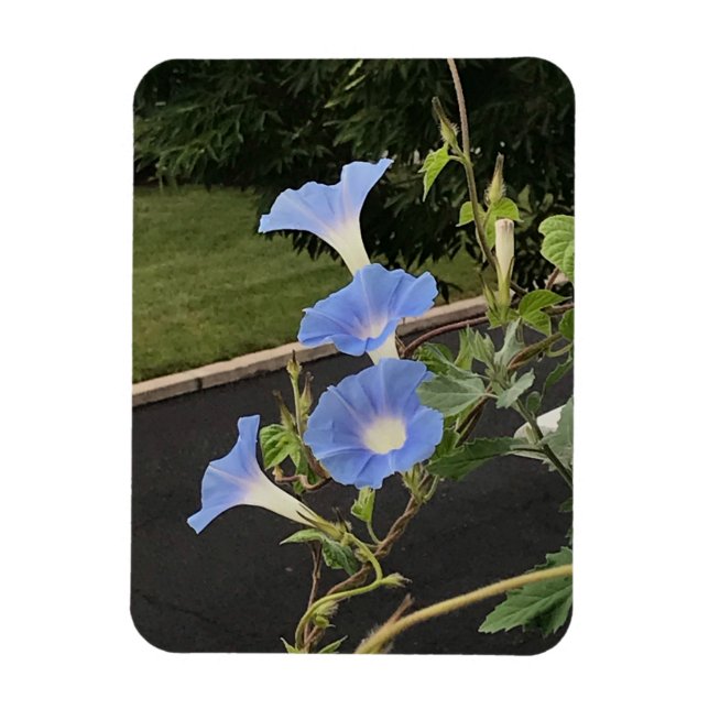 Imán Blue Cascade Morning Glory (Vertical)