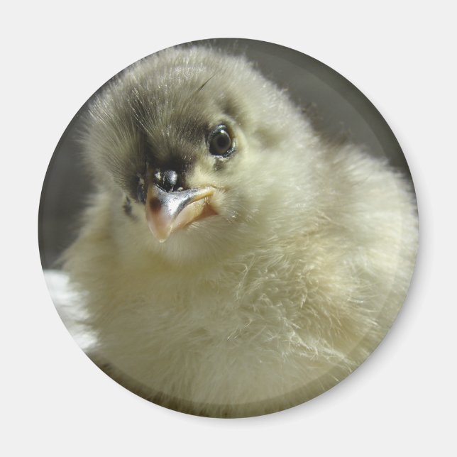 Imán Blue Cochin Chick (Frente)