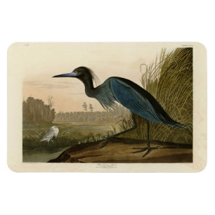 Imán Blue Crane, Heron, de los pájaros de América de Au