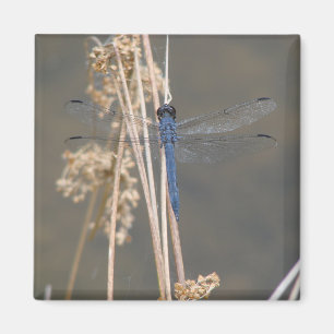Imán Blue dragonfly  