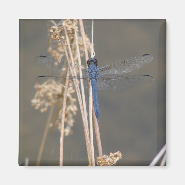 Imán Blue dragonfly   (Frente)