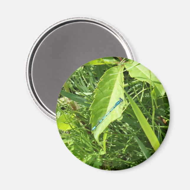 Imán Blue Dragonfly Magnet (Anverso/Reverso)