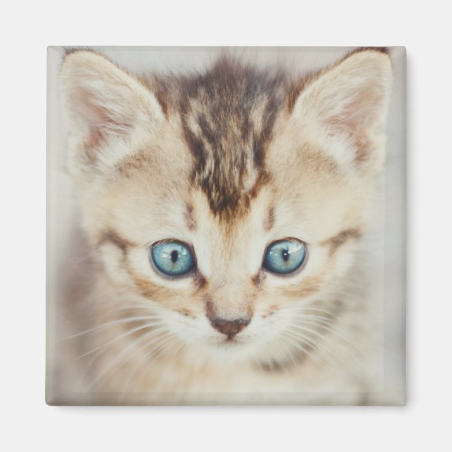 Imán Blue Eyed Kitty (Frente)