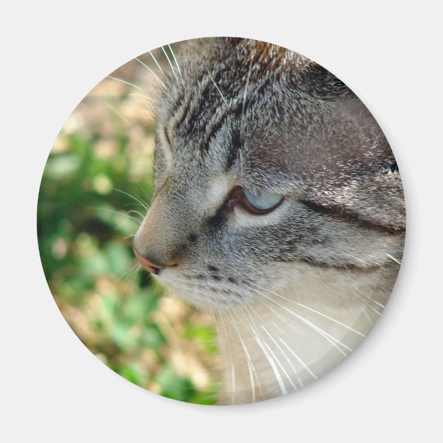 Imán Blue Eyes Kitty (Frente)
