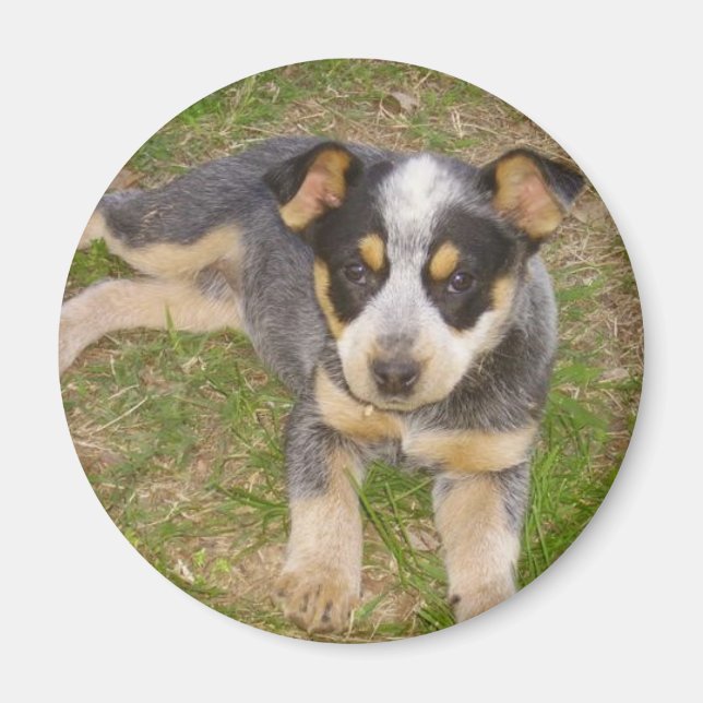 Imán Blue Heeler Puppy (Frente)