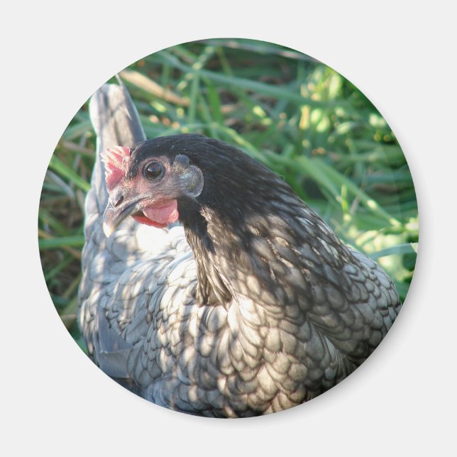 Imán Blue Hen (Frente)