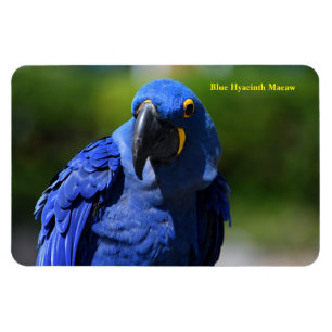 Imán Blue Hyacinth Macaw