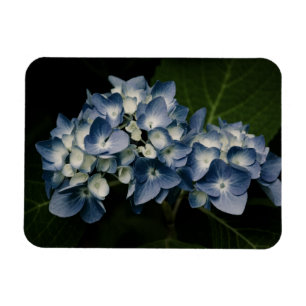 Imán Blue Hydrangea 8514 Premium
