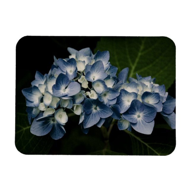 Imán Blue Hydrangea 8514 Premium (Horizontal)