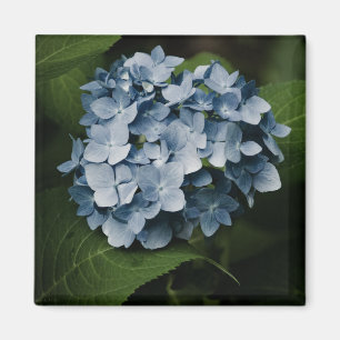Imán Blue Hydrangea 8515 Magnet