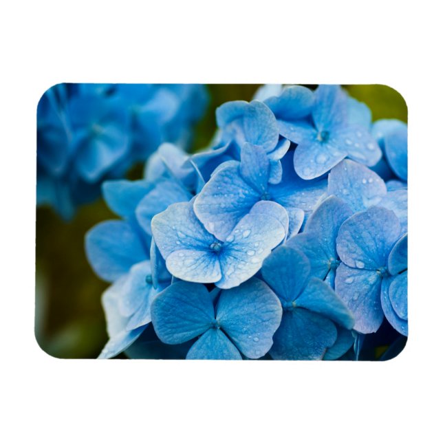 Imán Blue Hydrangea flower Magnet (Horizontal)