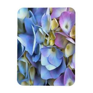 Imán Blue Hydrangea Shrub Bossom artístico